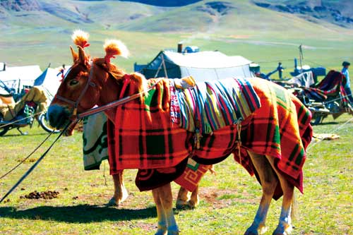 Horses with colorful decoration